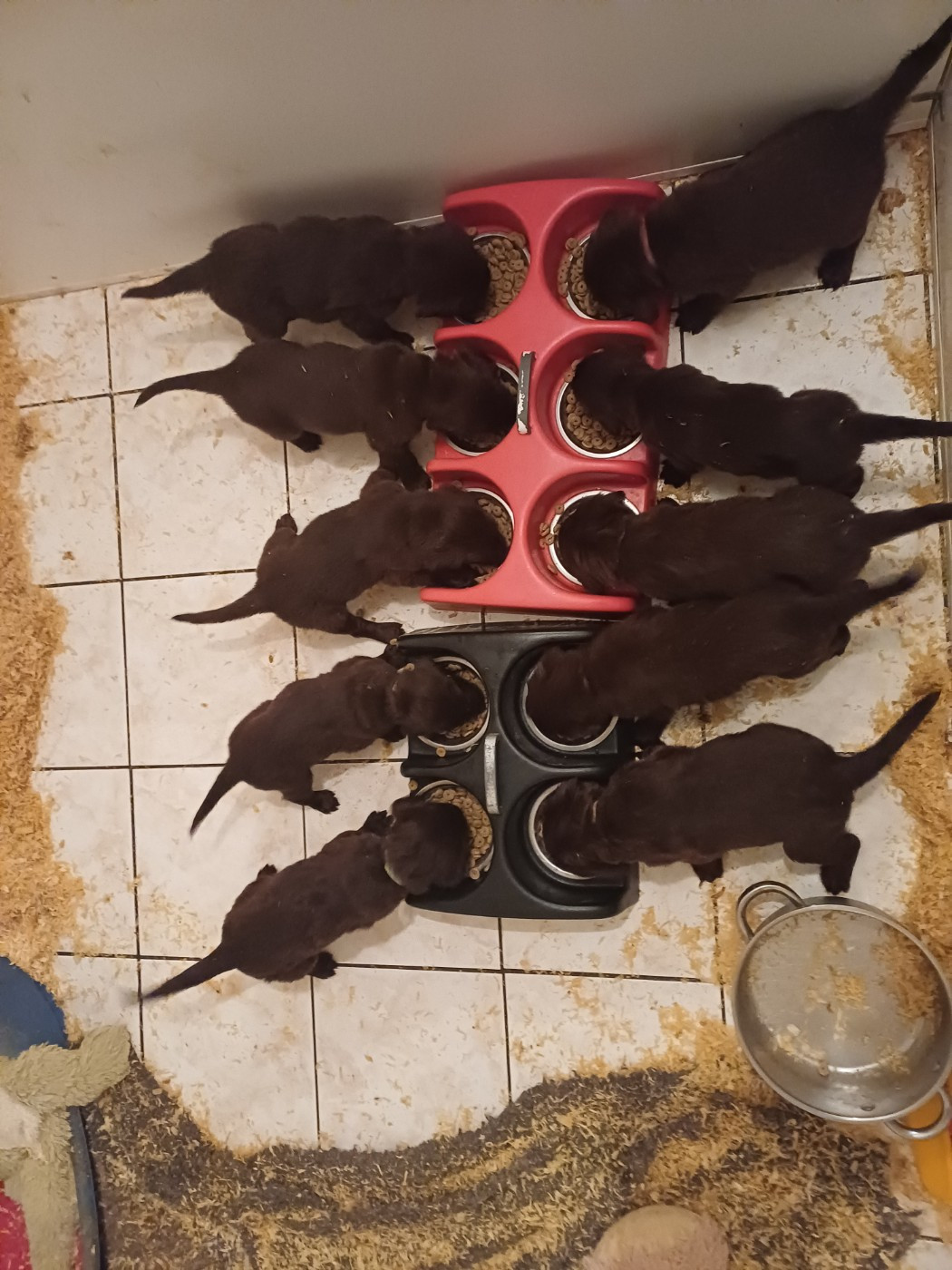 Du marais de la sangsurière - Flat Coated Retriever - Portée née le 11/11/2025