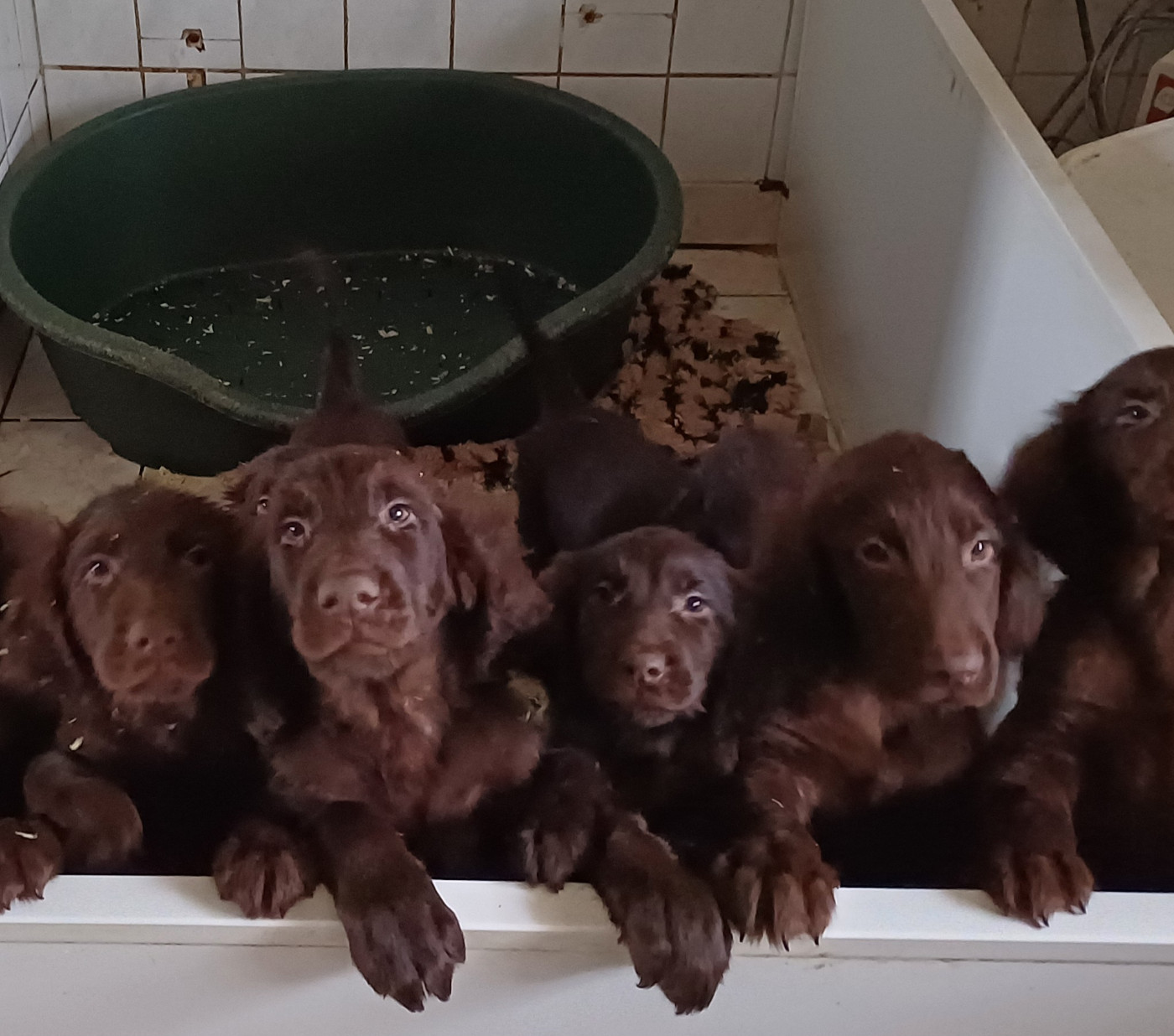 Chiot Flat Coated Retriever Du marais de la sangsurière