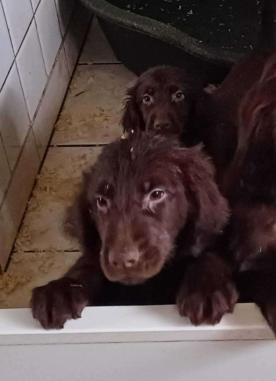 Du marais de la sangsurière - Chiots disponibles - Flat Coated Retriever