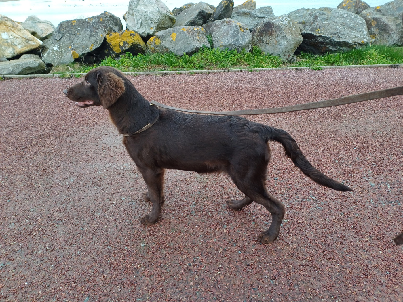 Du marais de la sangsurière - Chiots disponibles - Flat Coated Retriever