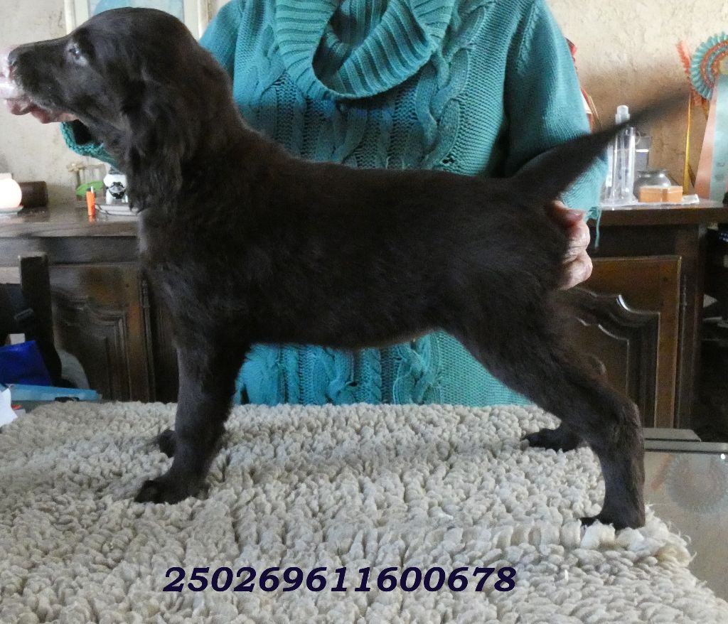 Du marais de la sangsurière - Chiots disponibles - Flat Coated Retriever