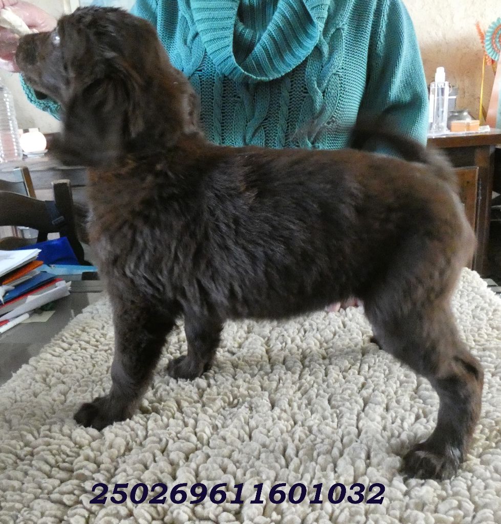 Du marais de la sangsurière - Chiots disponibles - Flat Coated Retriever