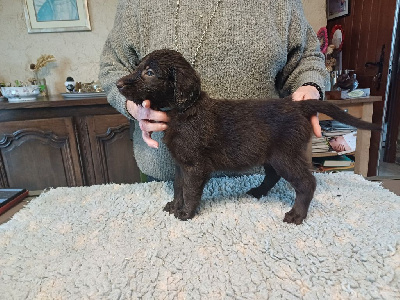 CHIOT 1