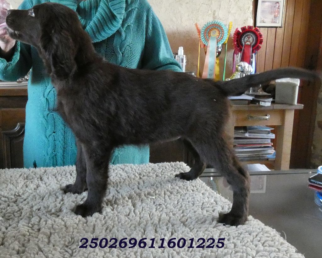 Du marais de la sangsurière - Chiots disponibles - Flat Coated Retriever