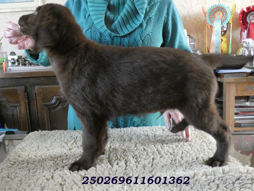 Chiot Flat Coated Retriever Du marais de la sangsurière