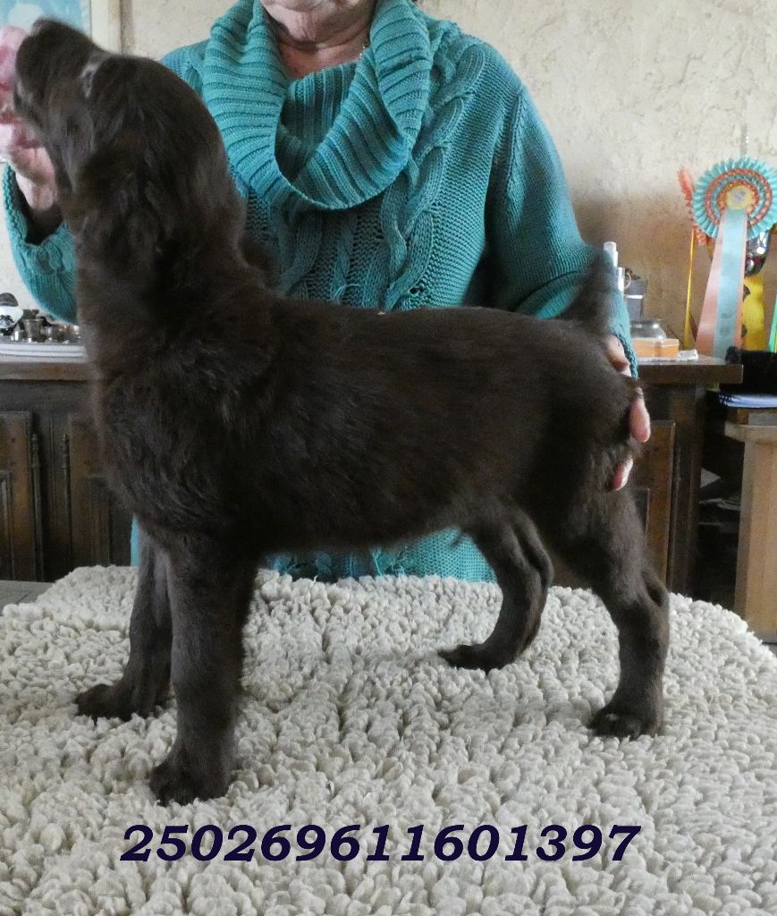 Du marais de la sangsurière - Chiots disponibles - Flat Coated Retriever
